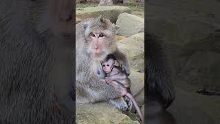 The cute baby monkey DAVI really happy playing on rock with brother amp sister [upl. by Mian]