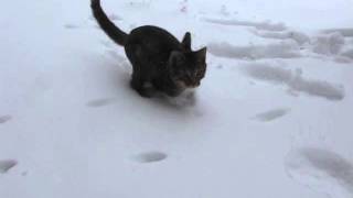 Mercury the two legged kitten playing in the snow [upl. by Silda]