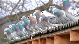 Racing Pigeons Winter Survivors by the Mountains [upl. by Nalloh]