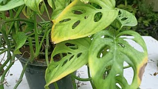 How to fix yellowing leaves of Broken Heart plant [upl. by Klotz722]