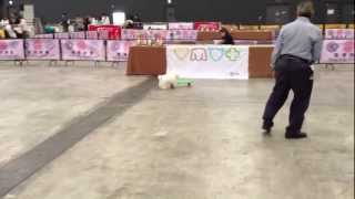 Bichon dog doing tricks and skateboarding [upl. by Nylodam]