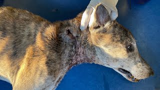 Maggots and an Alarming Infection were Discovered in the Dogs Neck Wound  Stunning Recovery [upl. by Rehteh]