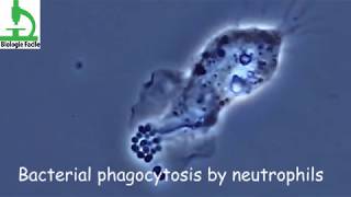 Amazing video  Bacterial Phagocytosis by Macrophages and Neutrophils [upl. by Alyar]