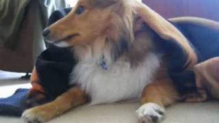 Cute Sheltie Movie  A Year in The Life of Howard Woofington Moon [upl. by Yurik]