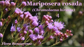 Mariposera rosada Chromolaena hirsuta   FB 004 [upl. by Euv]