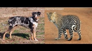 Dog Vs Leopard New Dindoshi Hill View Society Goregaon Mumbai [upl. by Nemhauser]