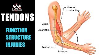 TENDON STRUCTURE AND FUNCTION What are the tendons and what they do [upl. by Eeltrebor]