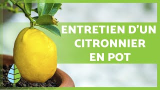 ENTRETIEN dun CITRONNIER en POT 🍋 🌳 Arrosage substrat taille et plus encore [upl. by Fairleigh428]