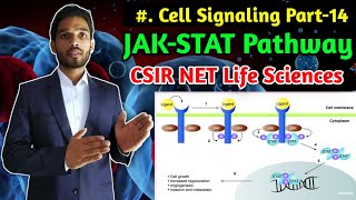 JAKSTAT Pathway  Cell Signaling Part14  CSIR NET Life Sciences in hindi [upl. by Anelah]