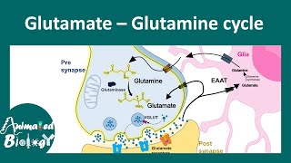 GlutamateGlutamine cycle  Astrocyte in glutamateglutamine metabolism [upl. by Henleigh]