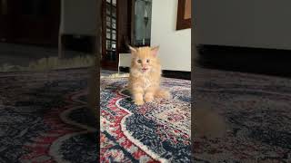 Chester’s daily dose of cuteness cat kitten catshorts catlover kitty cutecat persiancat [upl. by Jonette]