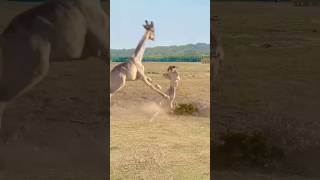 జిరాఫీతో పెట్టుకుంటే తడిసిపొద్దిgiraffe kick incapacitated lion wildanimal janardhanfacts [upl. by Eleazar49]