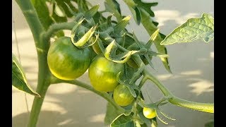 Hydroponic Tomato Plant Sucker Update  Part 3 KRATKY HYDROPONIC SYSTEMMETHOD [upl. by Nesila616]