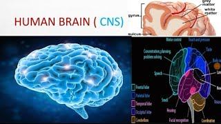 Human Brain Anatomy and physiology hindi [upl. by Stanzel]