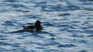 Ringnecked Duck Taylor Park St Helens November 2025 southliverpoolbirder birds wildlife [upl. by Nelyag331]