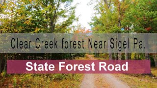 State Forest Road Near Sigel Pennsylvania [upl. by Lexis]