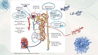 IB Biology D33 Homeostasis  AHL [upl. by Berri]