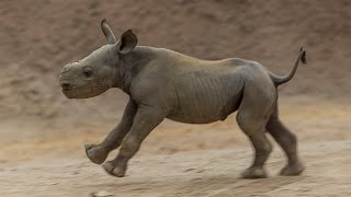 Critically Endangered Black Rhino Calf Hits the Ground Running [upl. by Auqinat261]