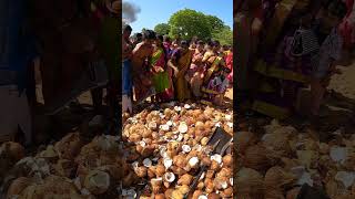 Nallur Kandaswamy Temple Festival 2024  Coconut  nallurtemple nallurfestival murugan [upl. by Kirsteni]