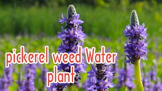 Pickerel weed water plant  beautiful Water plant Water plants collection  Trivandrum Kerala [upl. by Nilde]