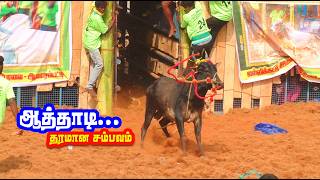 ஆத்தாடி சரியான விளையாட்டு காளைகள்  Manaparai Aavarampatti Jallikattu best videos [upl. by Avehsile967]