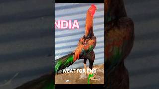 Types of assel breed india shorts viralvideo [upl. by Nednal]