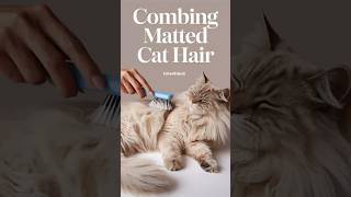 how to combing matted cat hair cats cat kittens kittyrescuee6621 [upl. by Binah]