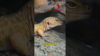 5 INSANE Fun facts that you didn’t know about leopard geckos leopardgeckogeckoshorts [upl. by Checani]