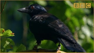 Are crows the ultimate problem solvers  Inside the Animal Mind Episode 2  BBC Two [upl. by Southworth588]