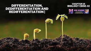 Differentiation Dedifferentiation and Redifferentiation  Chapter 15  Biology   CBSEXI [upl. by Rivers]