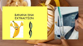 DNA extraction from Banana l Class 12 practical CBSE l Biology [upl. by Cleodell]