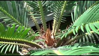 Gymnosperms Cycas [upl. by Paluas]