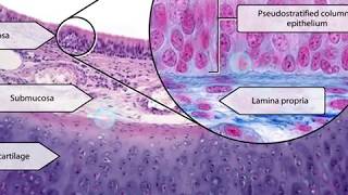 Visible Body  Anatomy amp Physiology  New Histology Content [upl. by Neelahs]