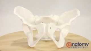 Axis Scientific Female Skeletal Pelvis by AnatomyWarehousecom [upl. by Klarrisa]