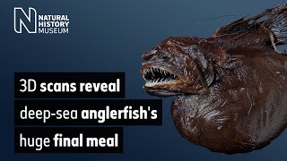 3D scans reveal deepsea anglerfishs huge final meal [upl. by Paris123]