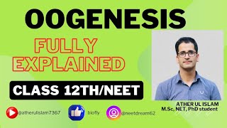 oogenesis humanreproduction 12thbiologyclass neet gametogenesis [upl. by Sheline650]