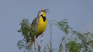 Eastern Meadowlark calling and singing [upl. by Ahseina]