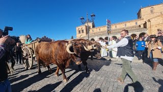 Ávila 2024 Fiesta de San Antón Bendición de los animales [upl. by Arfihs]