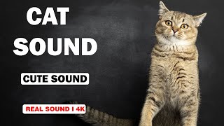 Real Cat Sounds  High Quality  Cute Cat Experience  4K [upl. by Tamarah606]