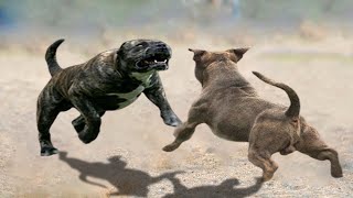 Pitbull vs Presa Canario  Presa Canario vs Pitbull in a real fight  Pitdog [upl. by Auqenat]