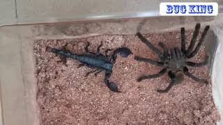 Bird spider Vs Emperor scorpion  捕鸟蛛大战帝王蝎 [upl. by Addy]