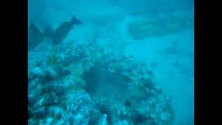 Fish on Paddlewheel Artificial Reef Collier County Naples FL [upl. by Fassold]