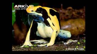 Amys Animal Facts Poison Dart Frogs [upl. by Marteena]