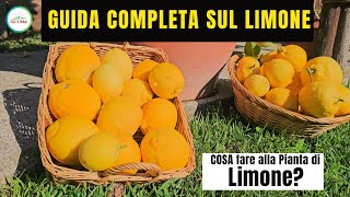 Come Coltivare Il Limone  GUIDA COMPLETA SUI LIMONI  quotCura La Naturaquot [upl. by Ialda]