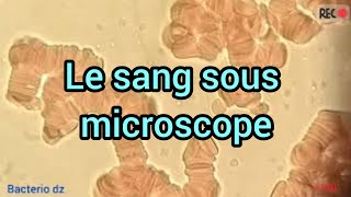 le sang sous microscope blood under microscope [upl. by Nelram]