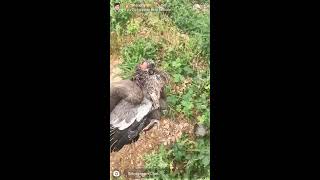 Vidéo d’oiseau voyageur 😂 [upl. by Mcdowell]