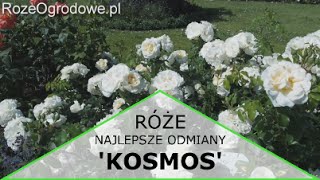 Róża rabatowa KOSMOS® [upl. by Xonel]