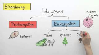 Die Hefe  Biologie  Zoologie [upl. by Had66]