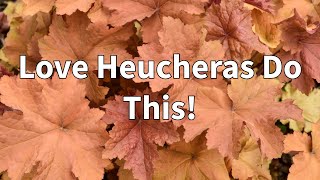 How To Winterize HeucherasCoral Bells in all Zones [upl. by Natsyrt]