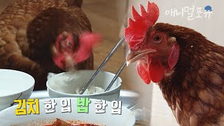 김치를 줘야 밥을 먹는 닭 아무래도 자기가 사람인 줄 아는 듯 🫢  KBS 생생정보 160126 방송 [upl. by Elleraj]